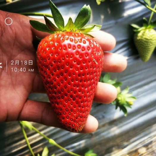 泰安妙香草莓苗 地栽苗 30~40公分