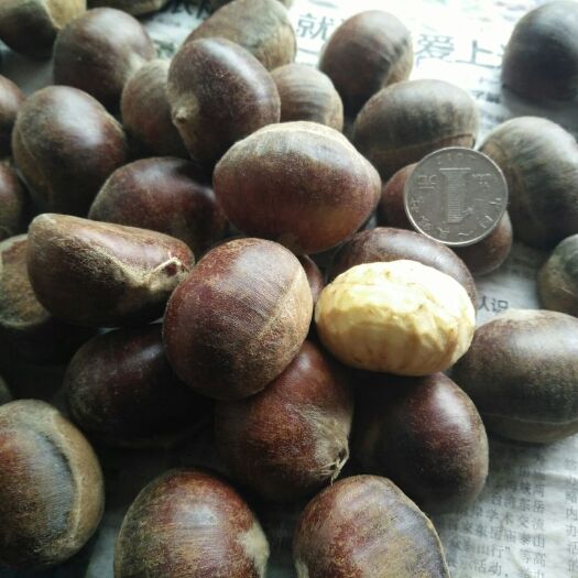 泰安泰山板栗 特级 中粒