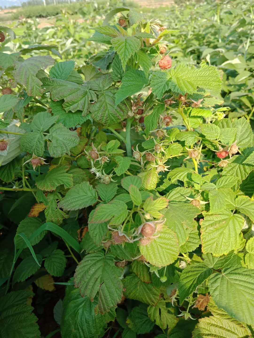 红树莓苗 