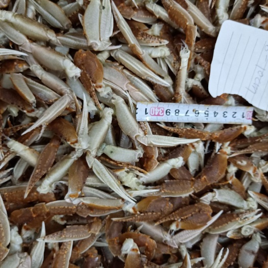 东山县蟹钳 12-18个月