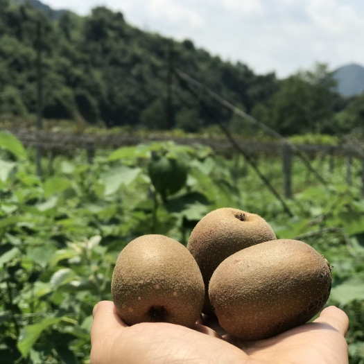  麻阳高山红心猕猴桃