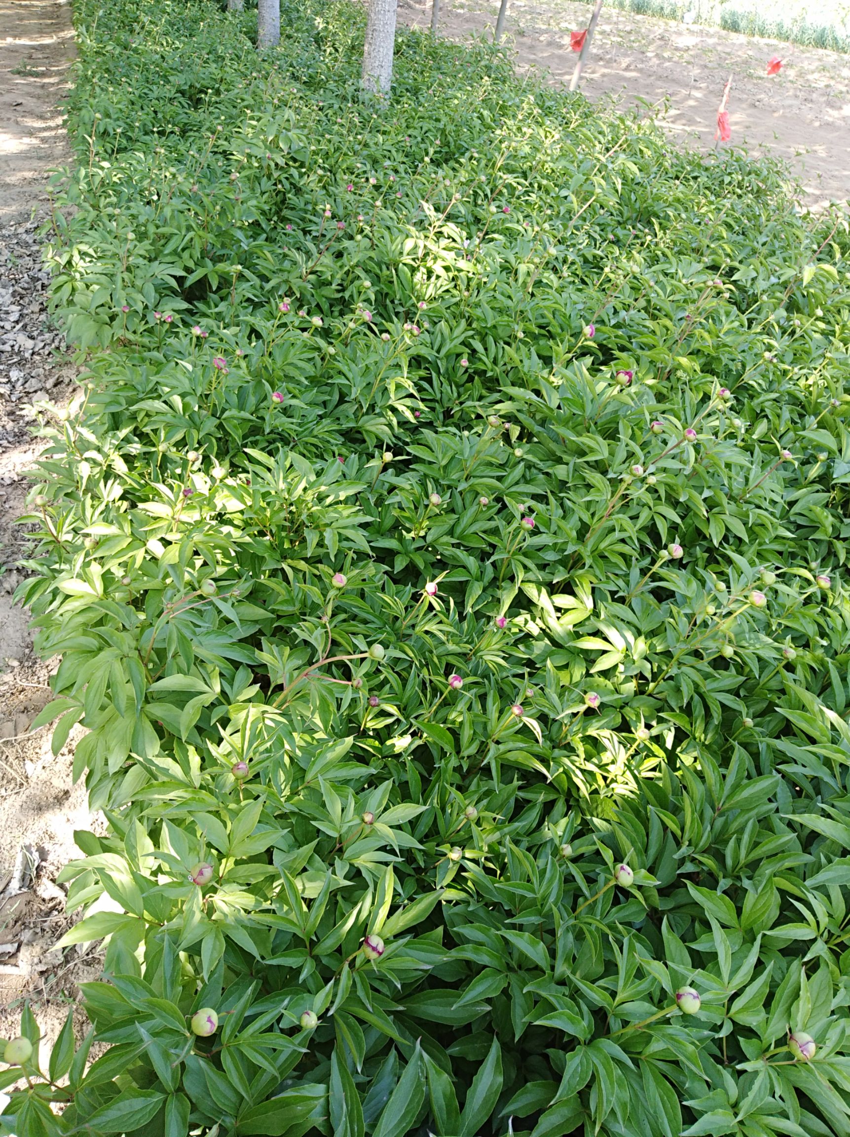 赤芍花  芍药5以上芽