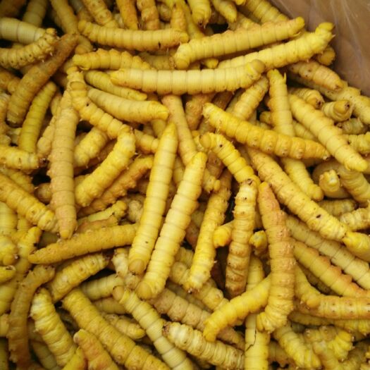 钟祥市豆虫苗