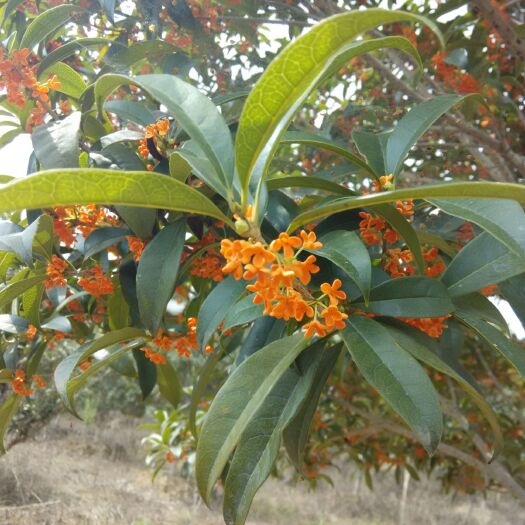 丹桂 ，紅桂，血桂，中國桂花之鄉(xiāng)直銷