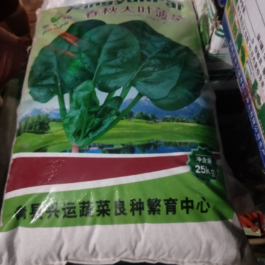菠菜种子