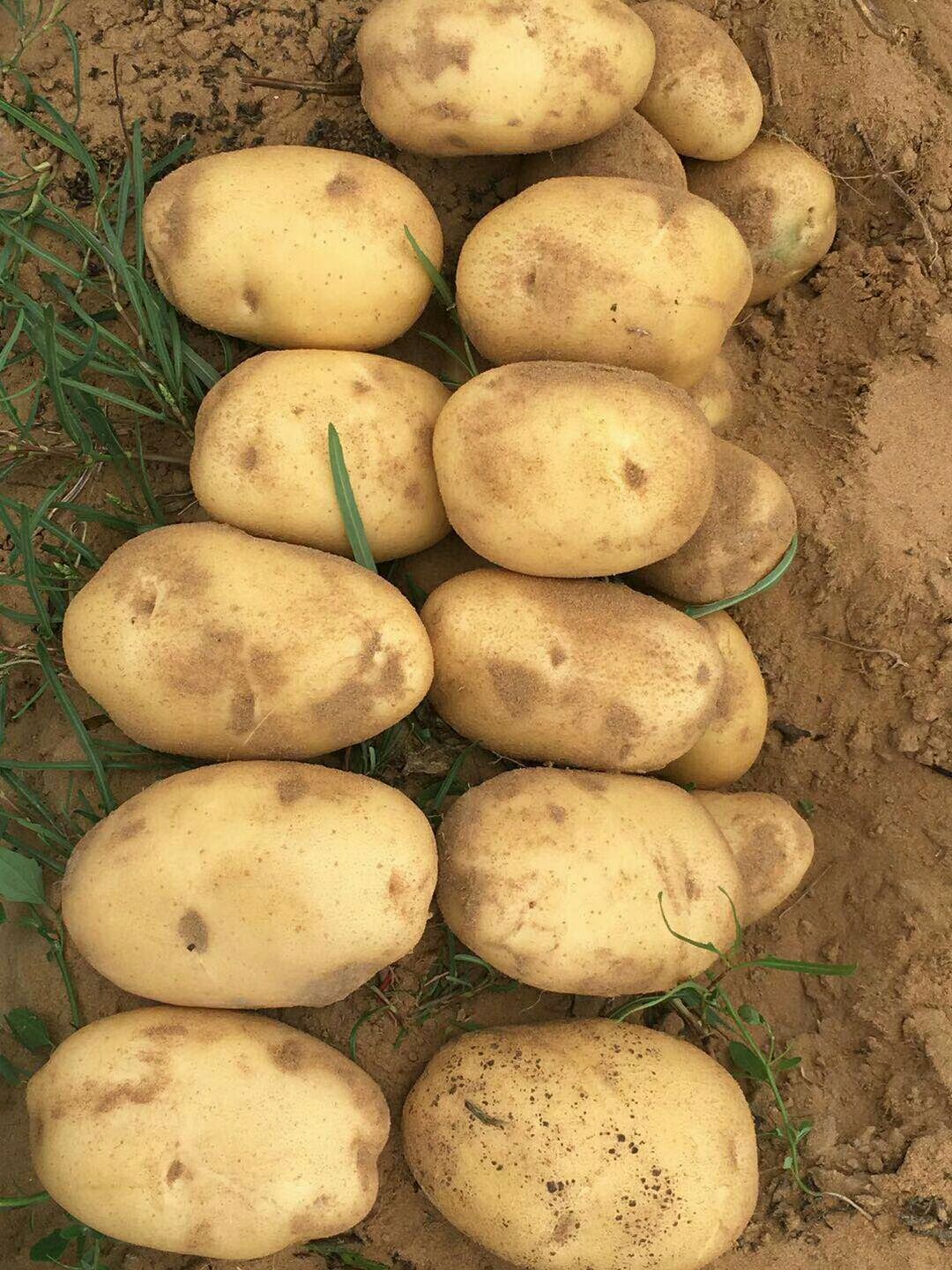 丽薯6号 陕西省榆林市定边县 3两以上