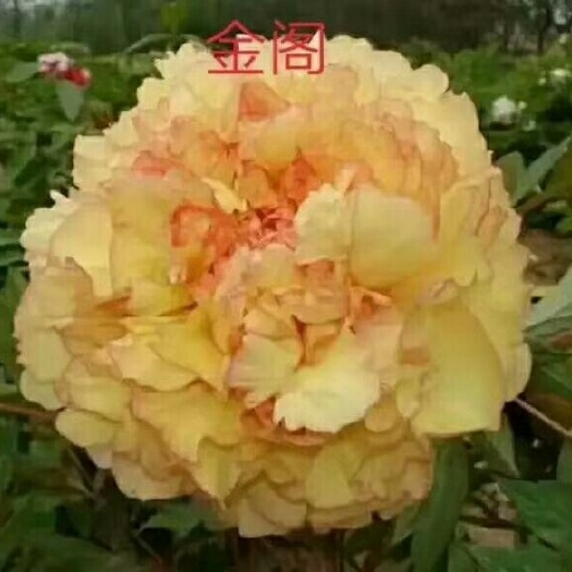 菏泽观赏牡丹 2~4cm 4~6cm 0.5~1米