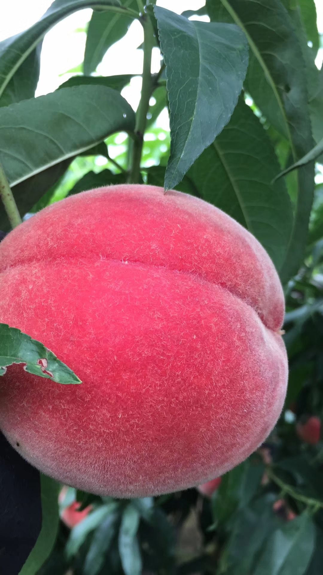 金秋红密 55mm以上 3 - 4两 金秋红密桃