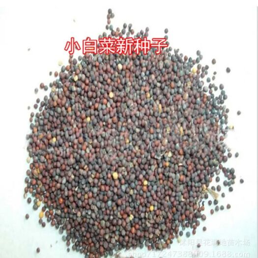 北京小白菜种子 大田用种