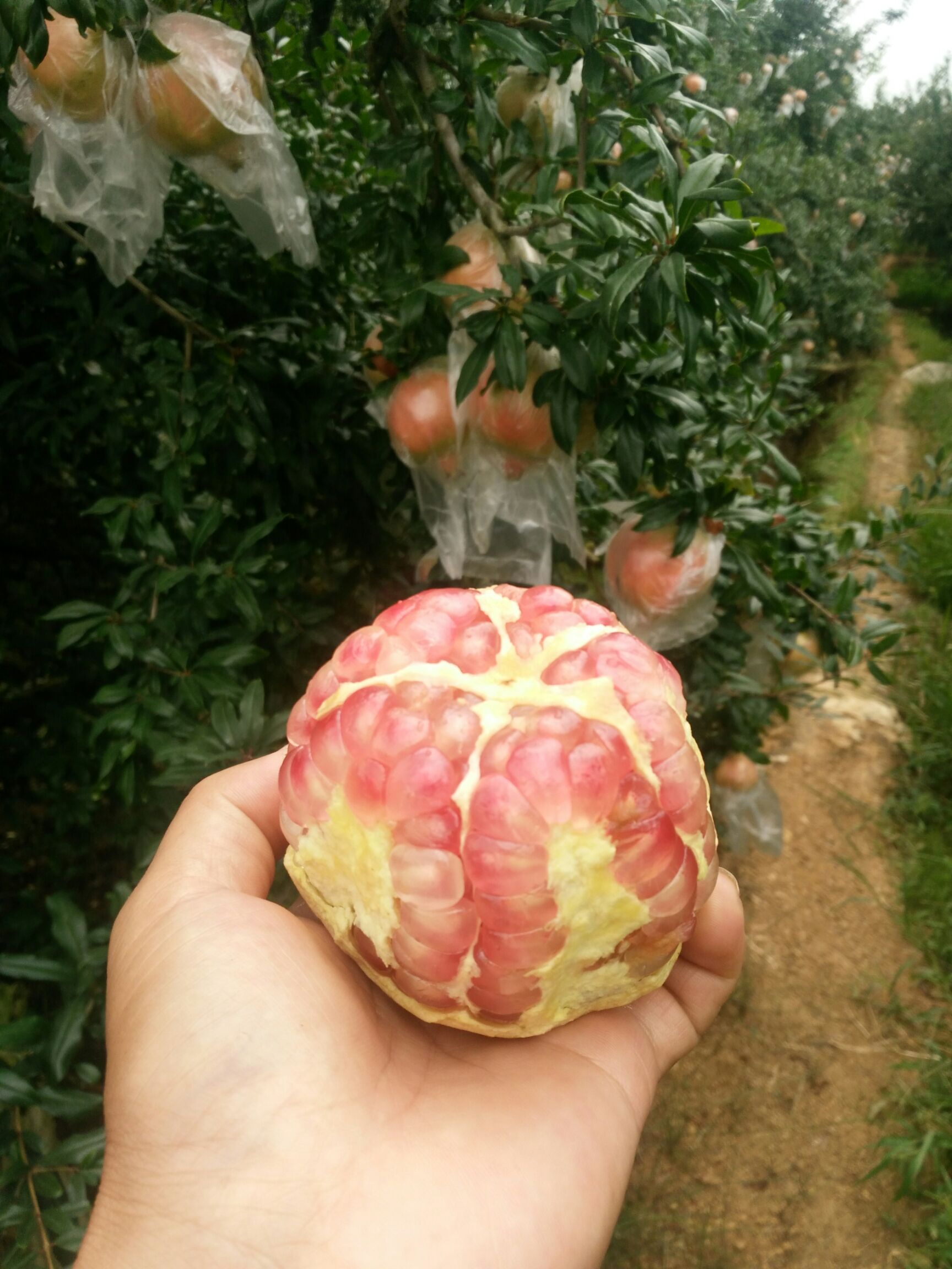 蒙自石榴 0.6 - 0.8斤 