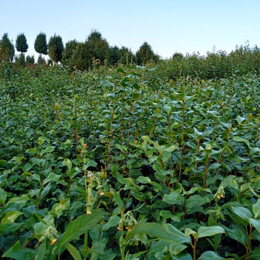 盐津县茶花树 80~100cm