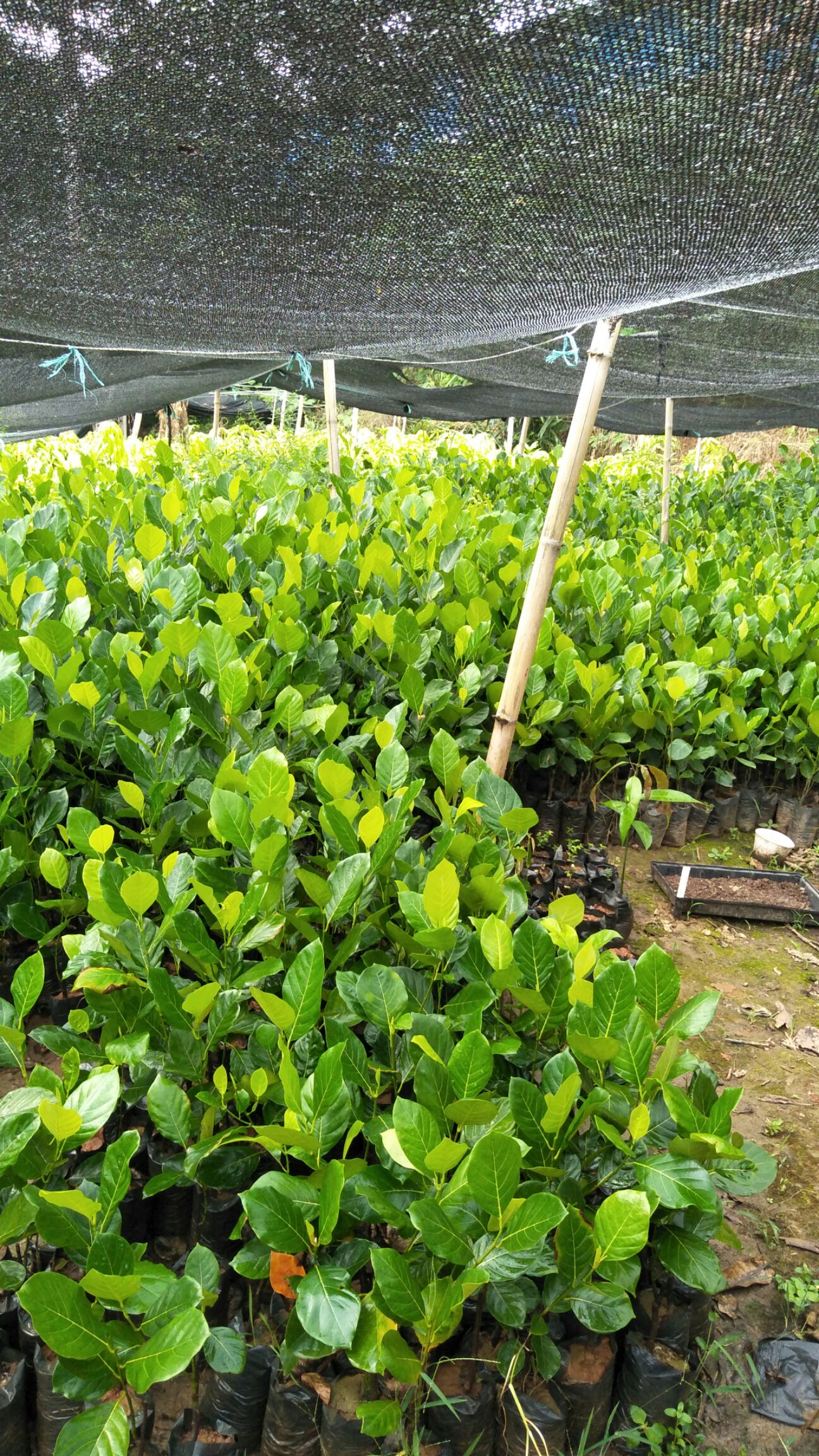 马来西亚一号菠萝蜜苗
