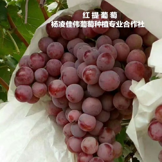 咸阳红地球葡萄苗