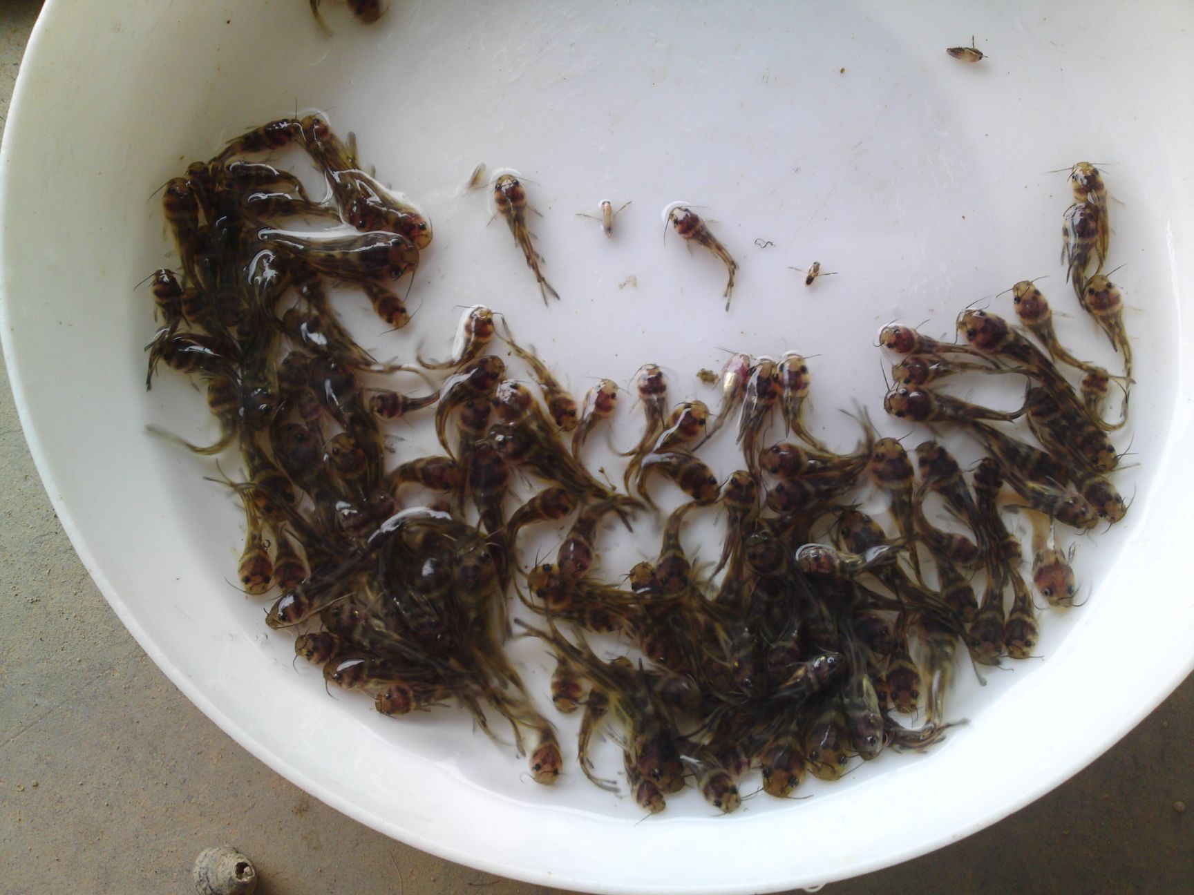  黄骨鱼苗，单性黄骨鱼