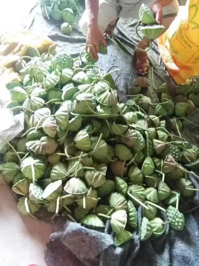 新鲜莲蓬通货和10公分的莲蓬