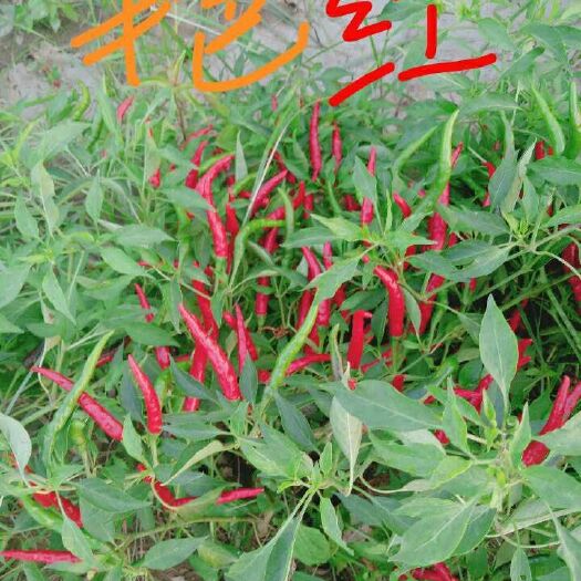 太康县草莓椒 2~5cm 红色 特辣