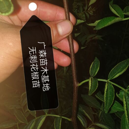 泰安大红袍花椒苗 