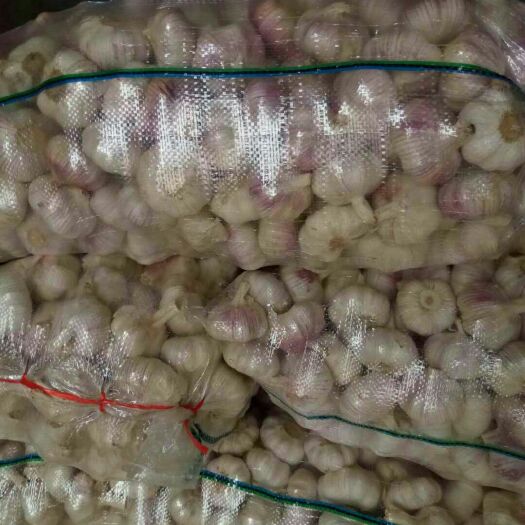 金乡县金乡大蒜 混级统货 新蒜 库内蒜 干蒜