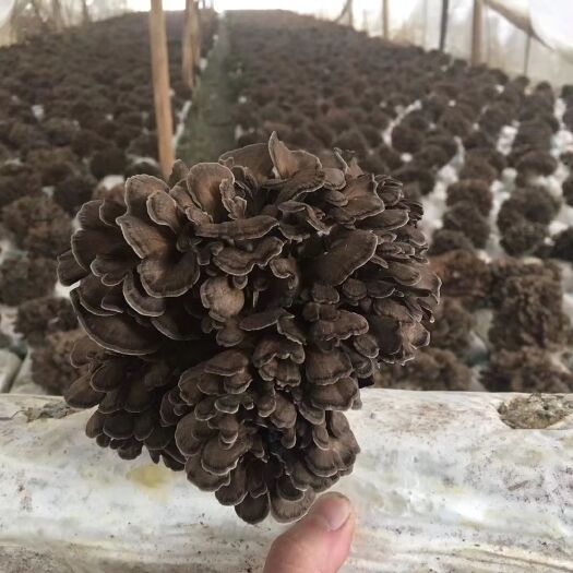 庆元县栗蘑  散装 干货 人工种植 庆元灰树花 舞茸