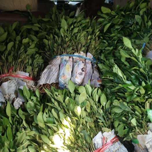 阳朔县酸柚实生苗