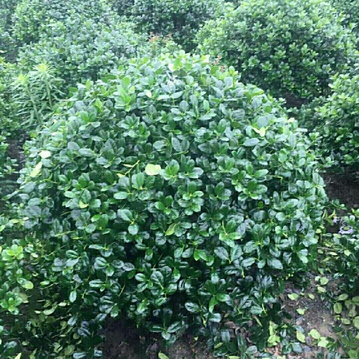 枣阳市无刺枸骨
