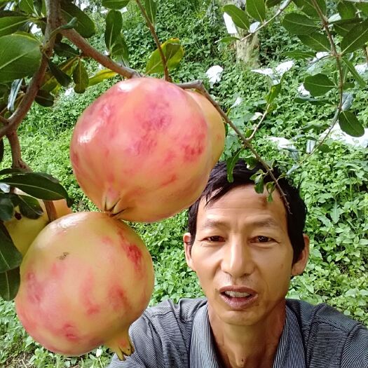 攀枝花攀西突尼斯软籽石榴，十斤连纸箱88元一件包邮