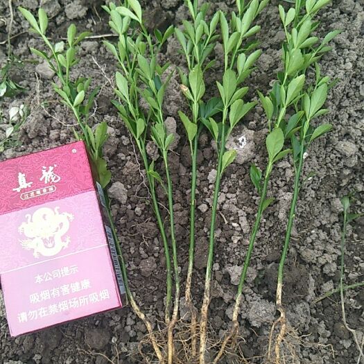 阳朔县枳壳苗