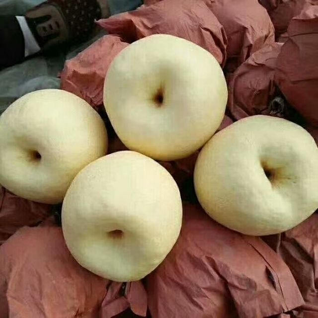 陕西酥梨产地价格批发