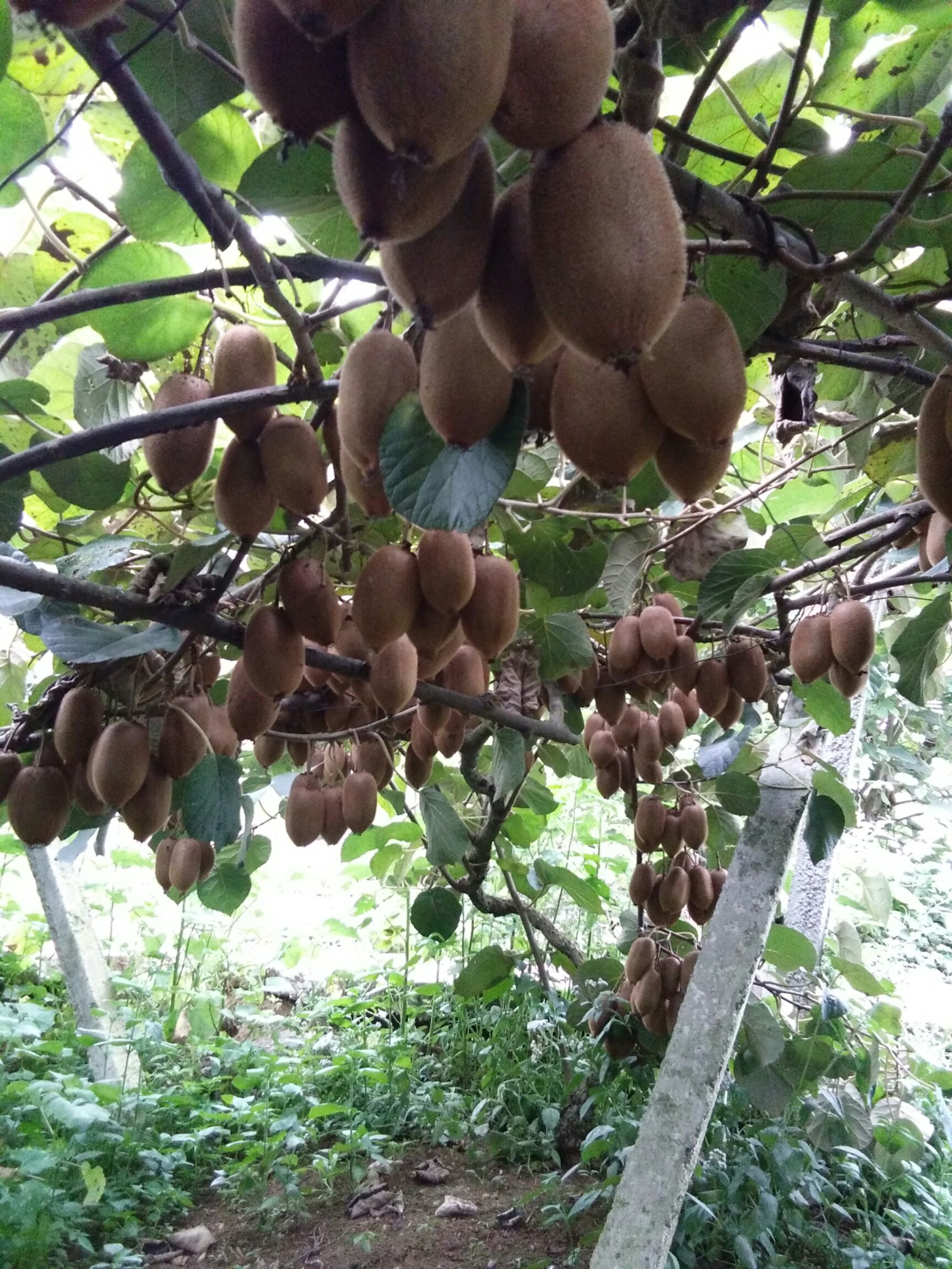 米良1号猕猴桃 100~120克