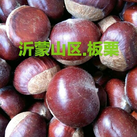 沂水县山东油栗 特级 特选
