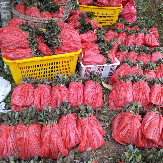 茶树苗  油茶芽苗，