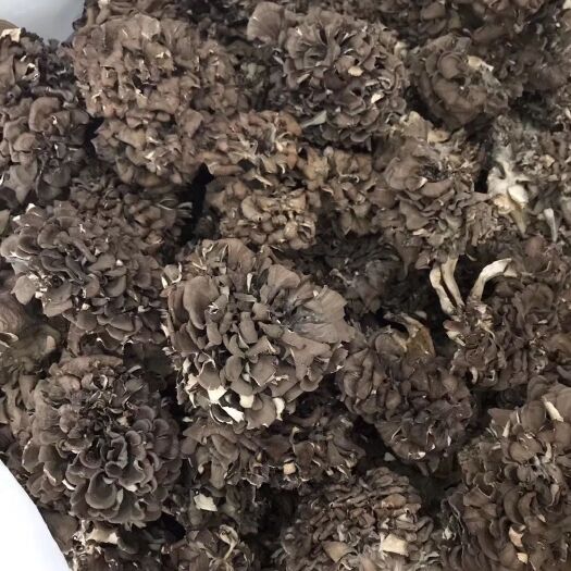 庆元县栗蘑  散装 干货 人工种植 庆元灰树花 舞茸