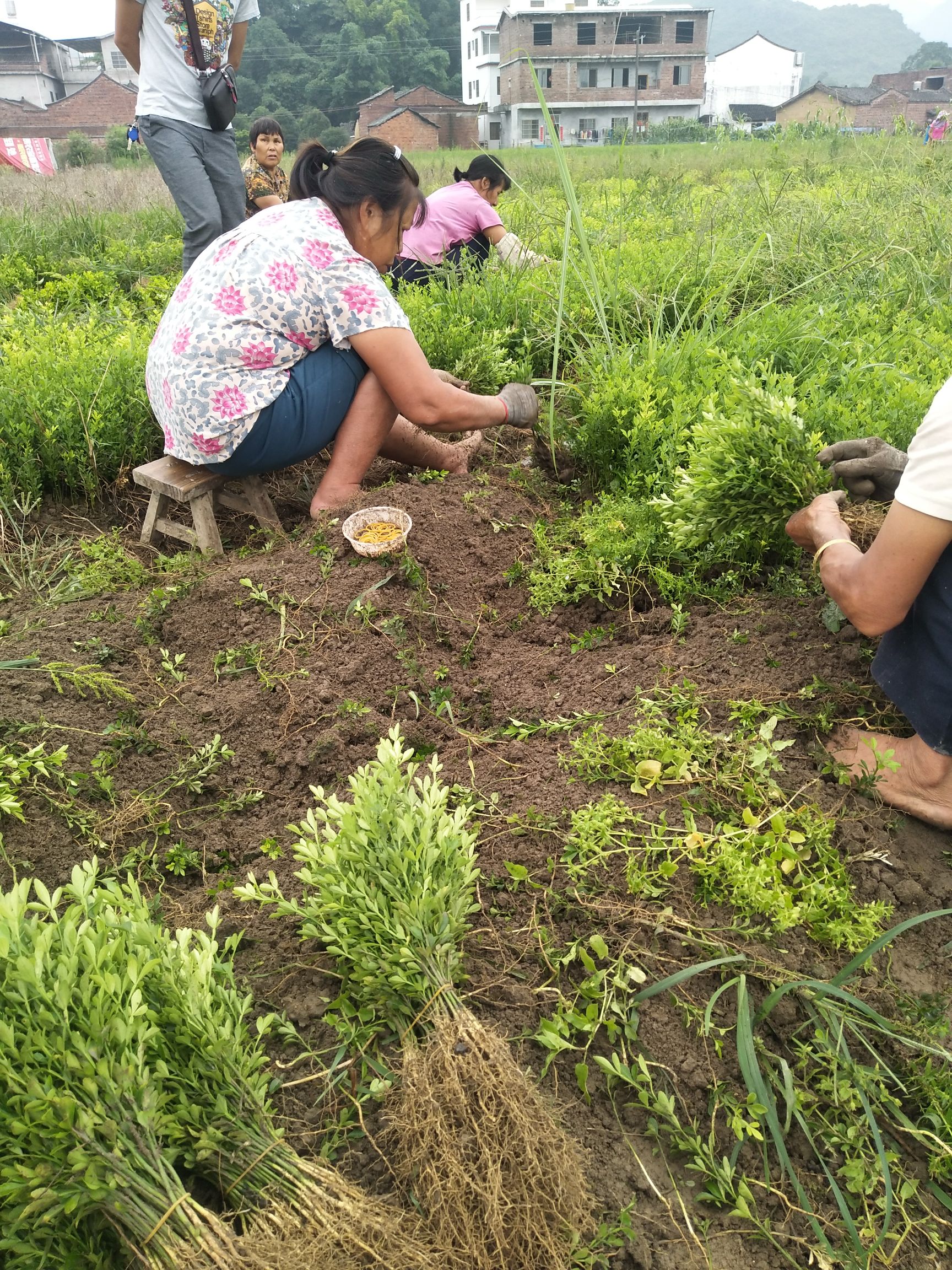 枳壳苗 枳壳芽苗，