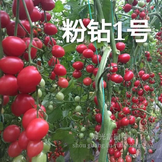 樱桃番茄种子  口感好抗病毒粉红色黄色小番茄种子