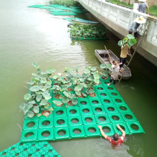 安新县荷花
