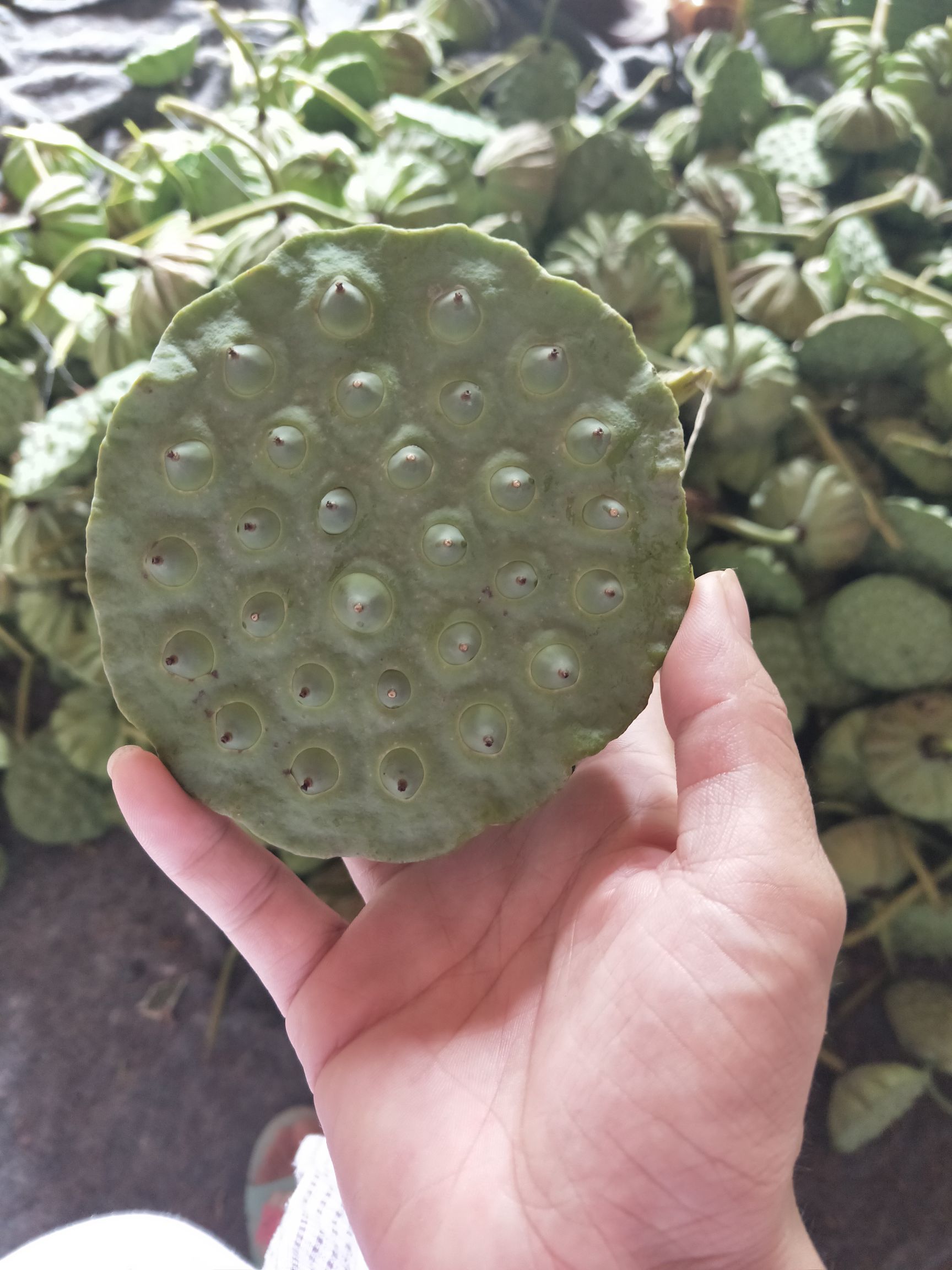 新鲜莲蓬通货和10公分的莲蓬