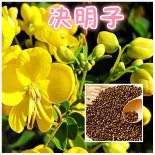 沭阳县决明子