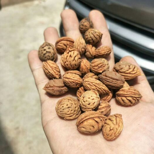 阳朔县桃树种子 毛桃种子