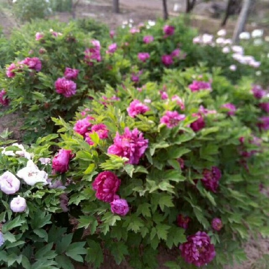 菏泽观赏牡丹 0.5~1米 2~4cm 4~6cm
