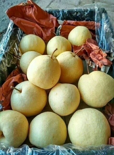 陕西酥梨产地价格批发