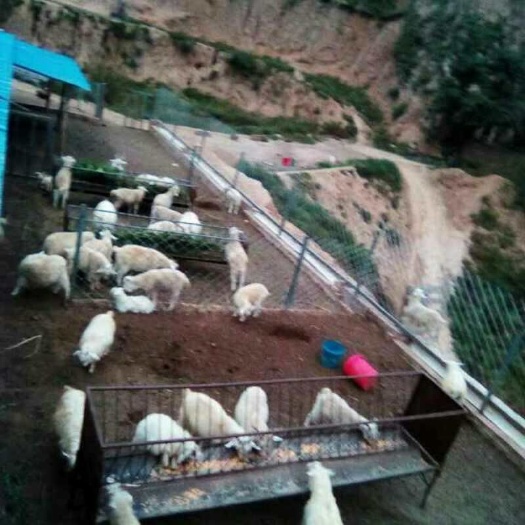 吴堡县 活羊批发