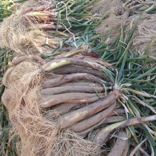 绥德县大葱  山地红葱