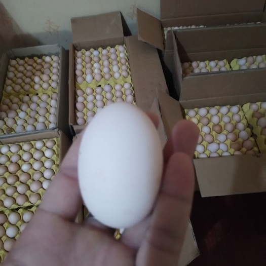 瓮安县土鸡蛋 箱装 食用