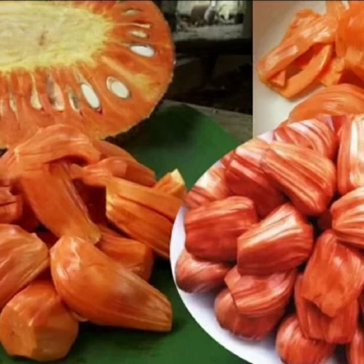 灵山县红肉菠萝蜜苗 