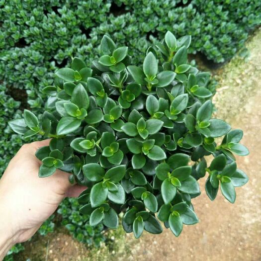 漳平市金鱼草 