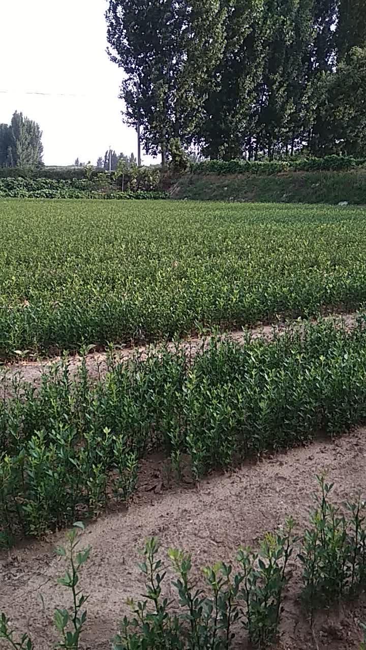 枳实种苗  枳壳苗0.4以上