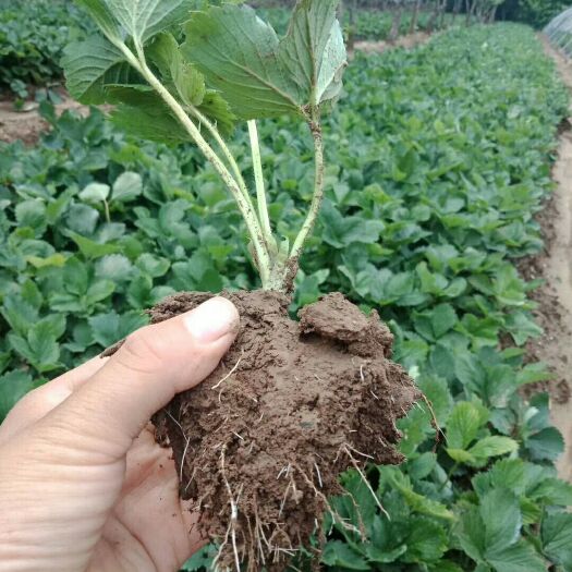 泰安甜查理草莓苗 地栽苗 10~20公分