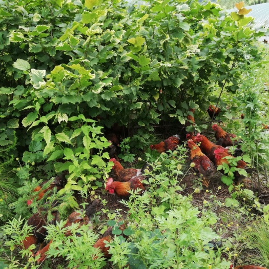 穆棱市土鸡 公 3-4斤 