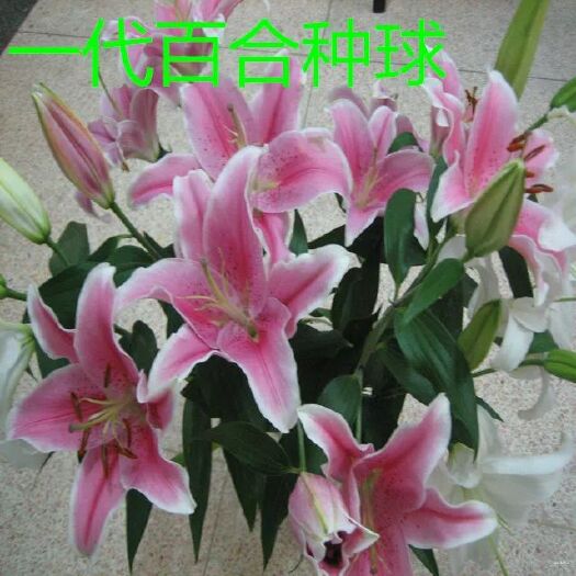 嘉祥县百合种球 