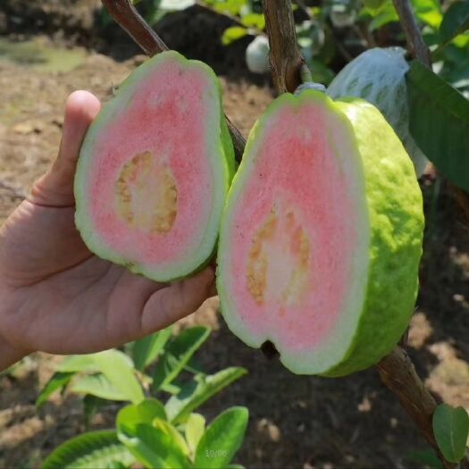 灵山县红心芭乐番石榴苗 种植一年四季结果 红肉脆甜爽口